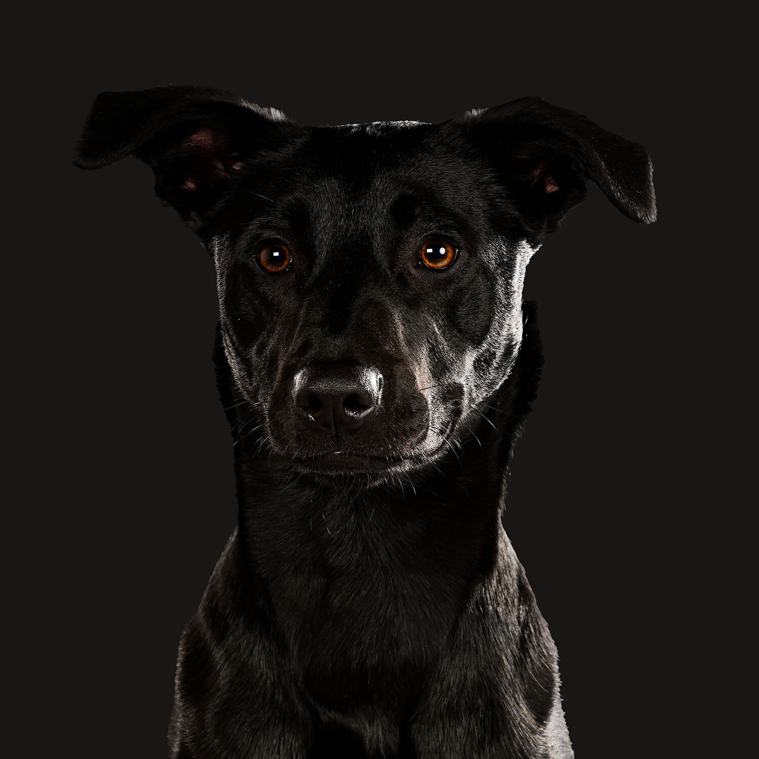 Huisdierenfotografie - Foto 2