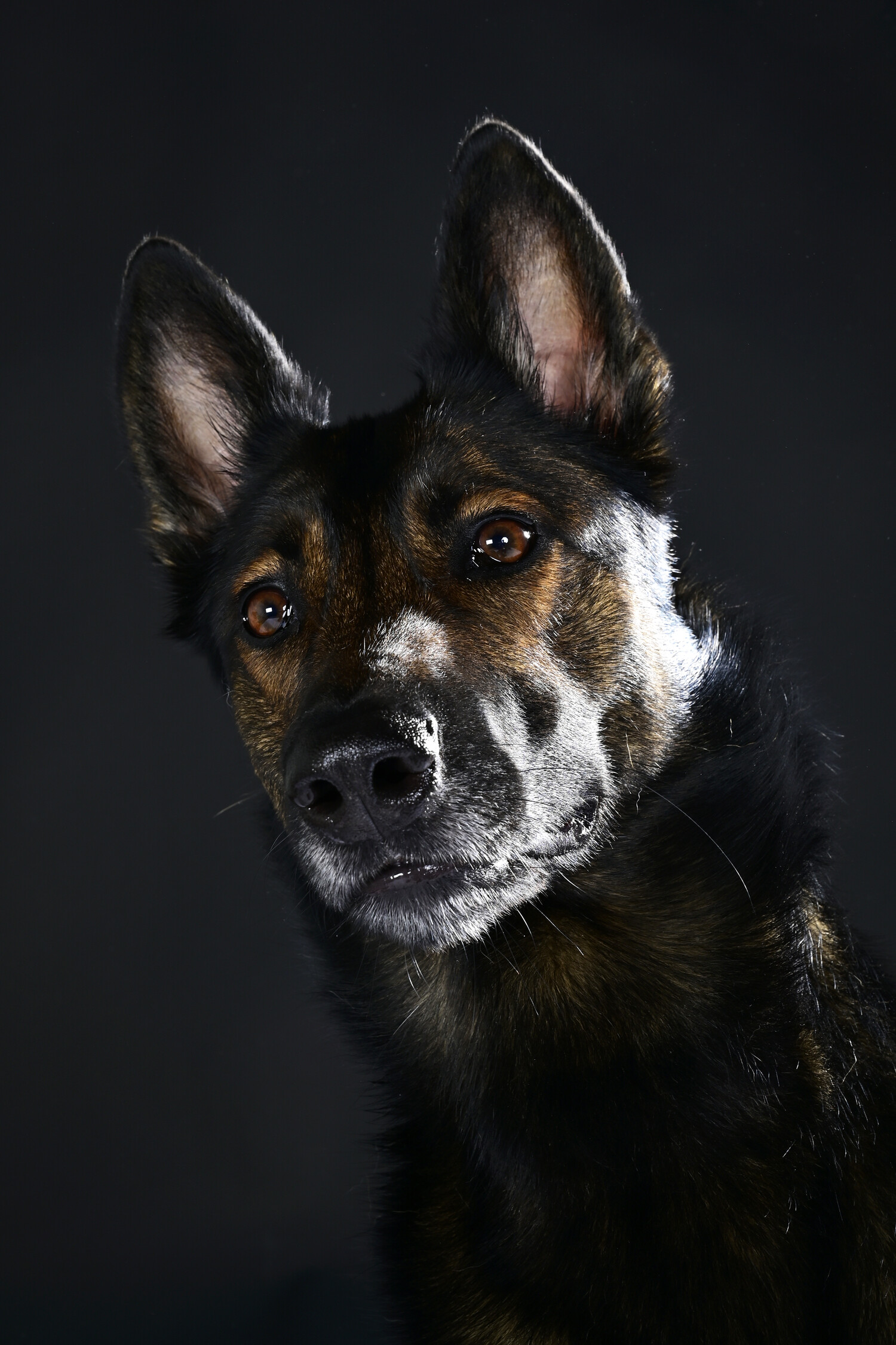 Huisdierenfotografie - Foto 12
