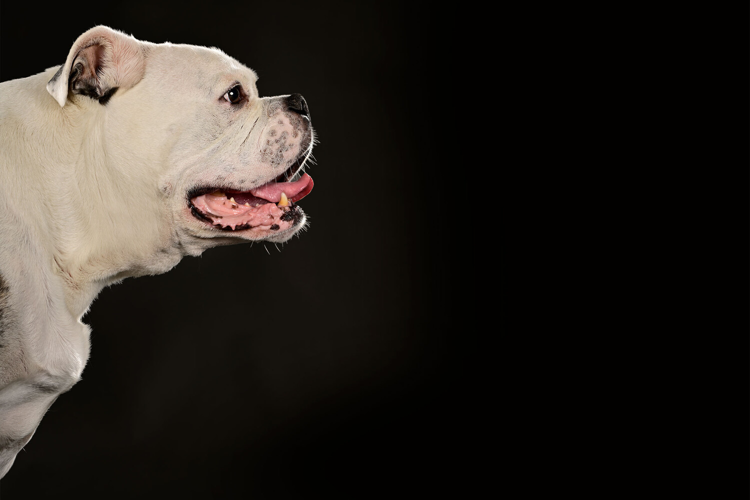 Huisdierenfotografie - Foto 1