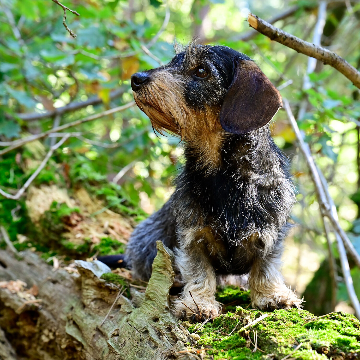 Huisdierenfotografie - Foto 12