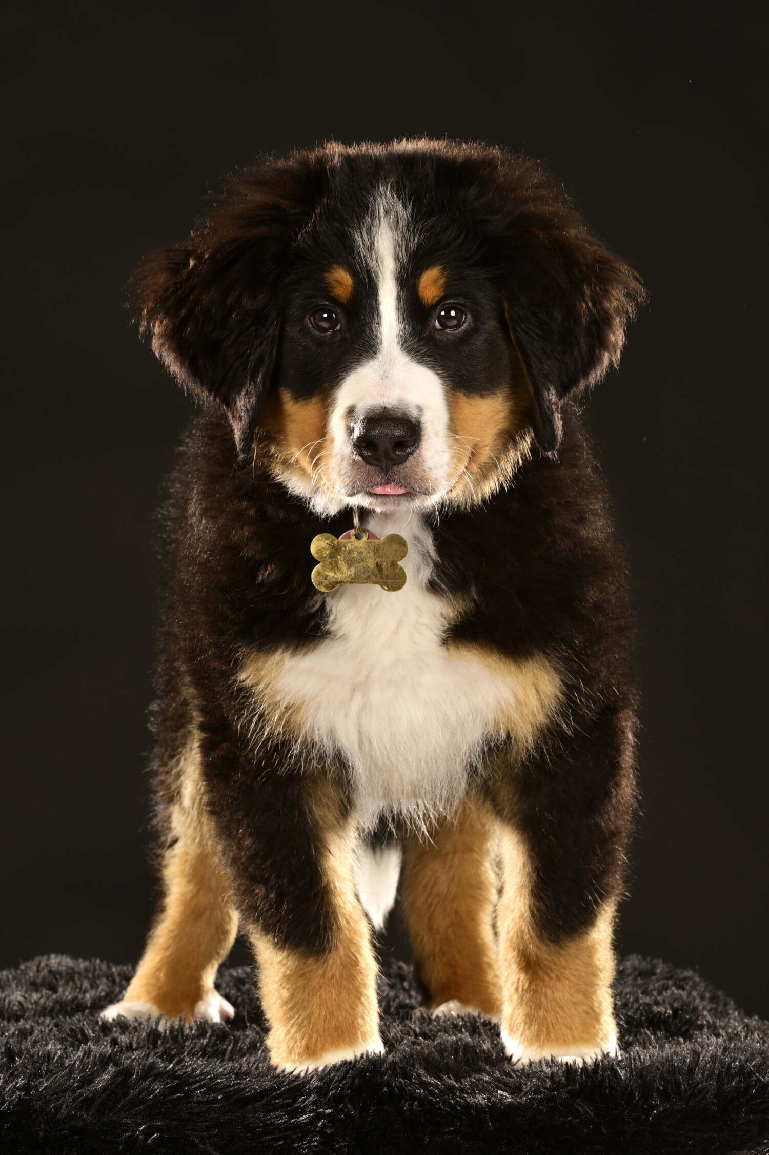 Huisdierenfotografie - Foto 3
