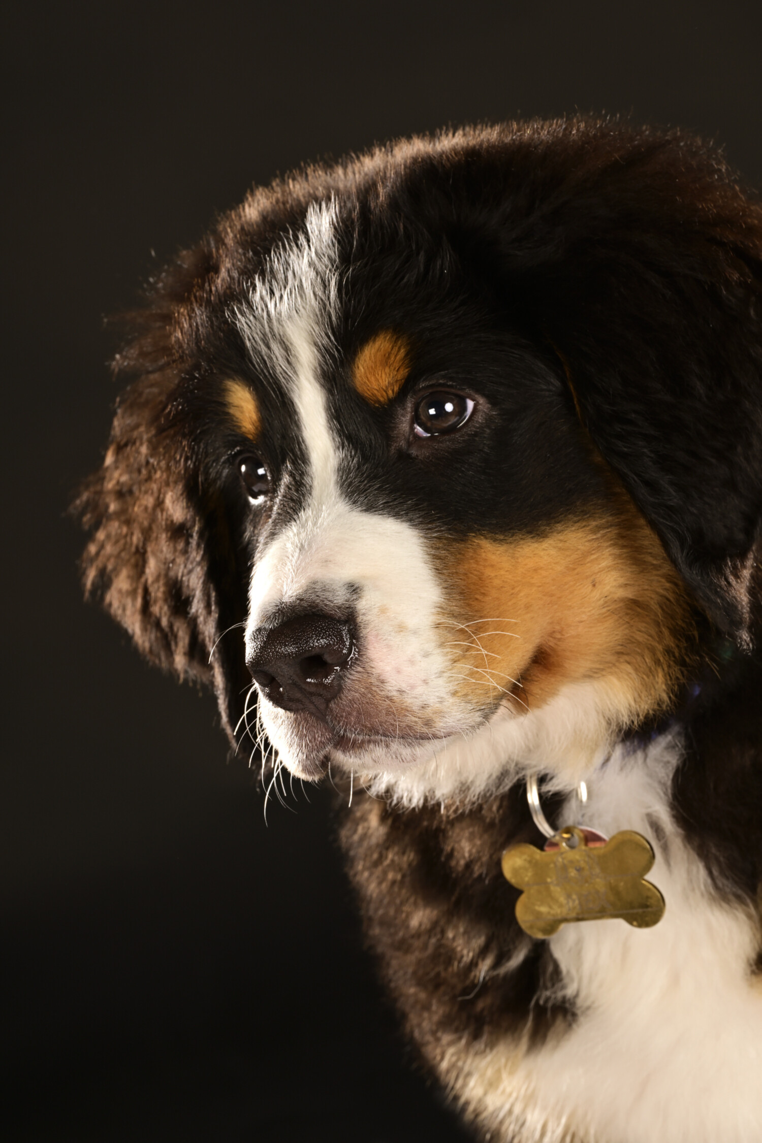 Huisdierenfotografie - Foto 2