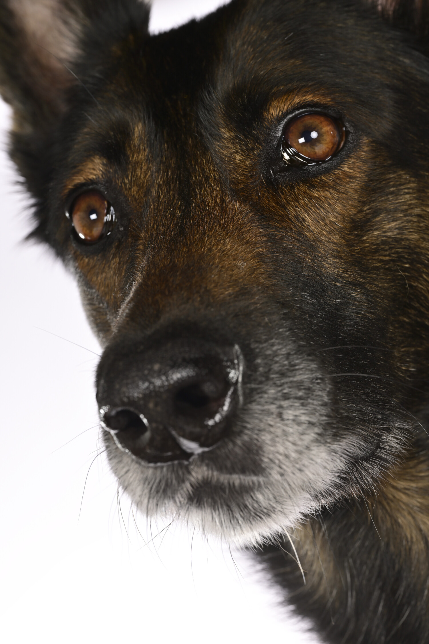 Huisdierenfotografie - Foto 4