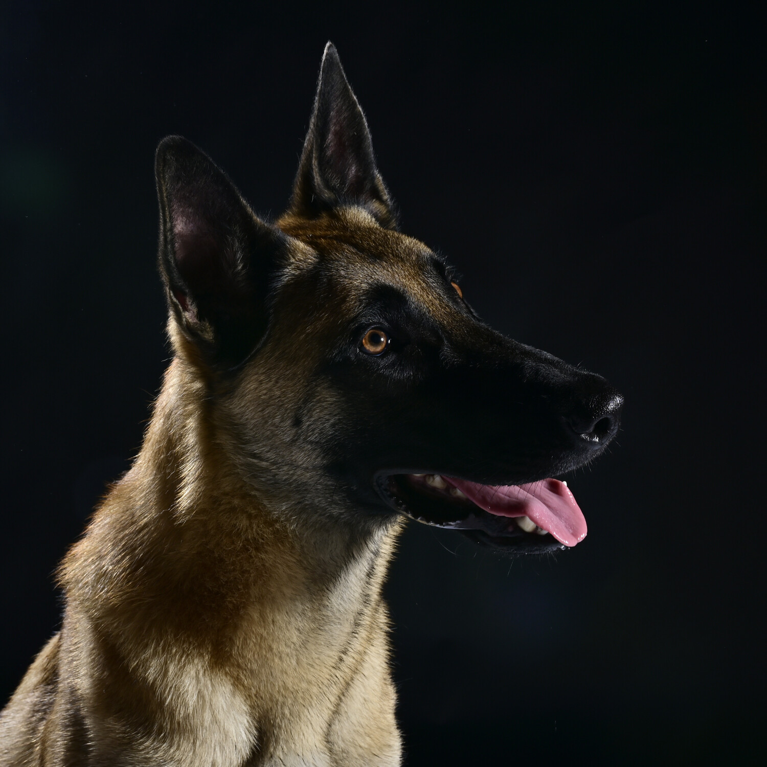 Huisdierenfotografie - Foto 7