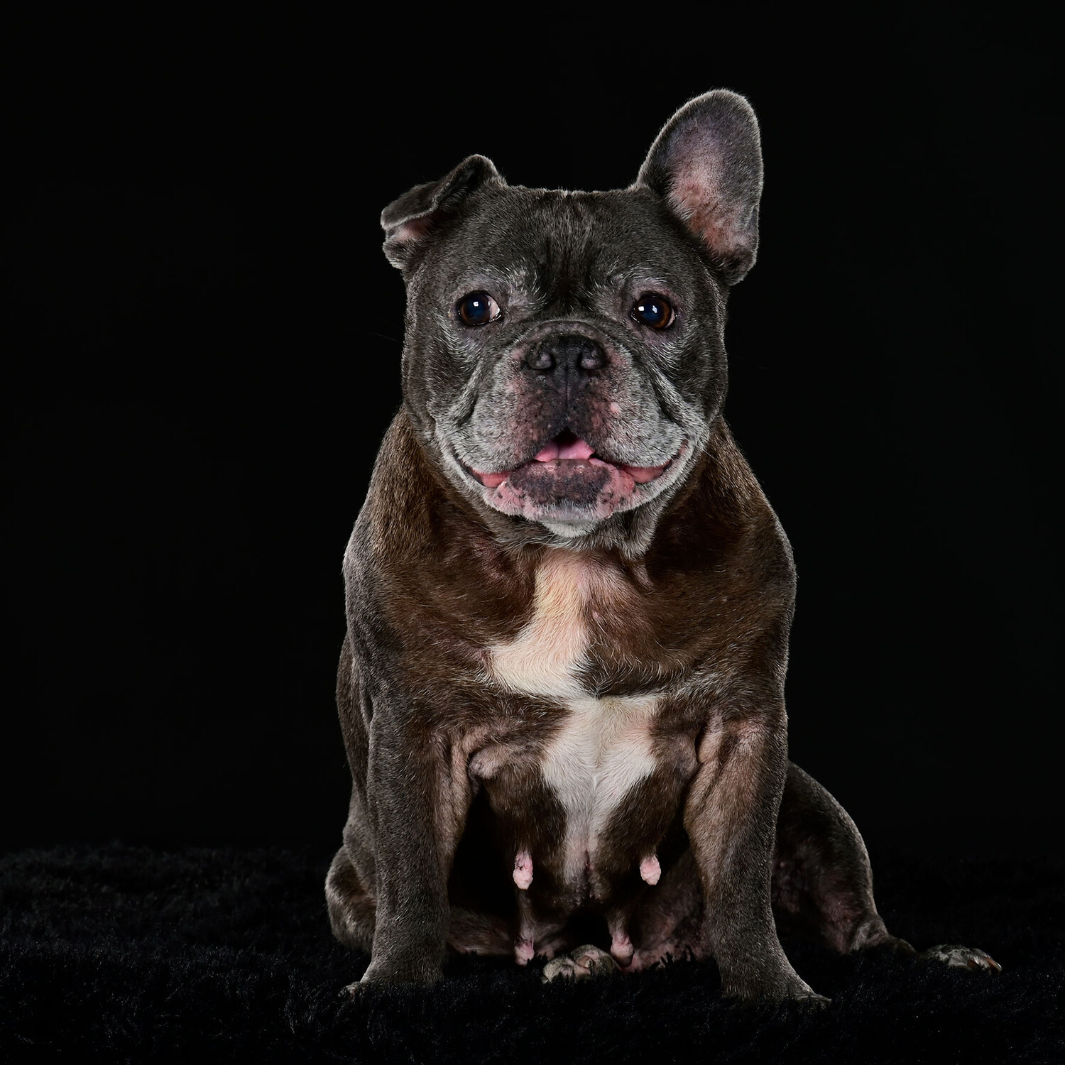 Huisdierenfotografie - Foto 1