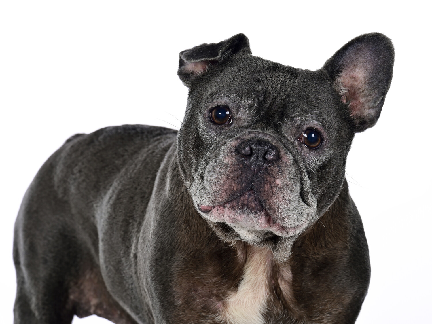 Huisdierenfotografie - Foto 4