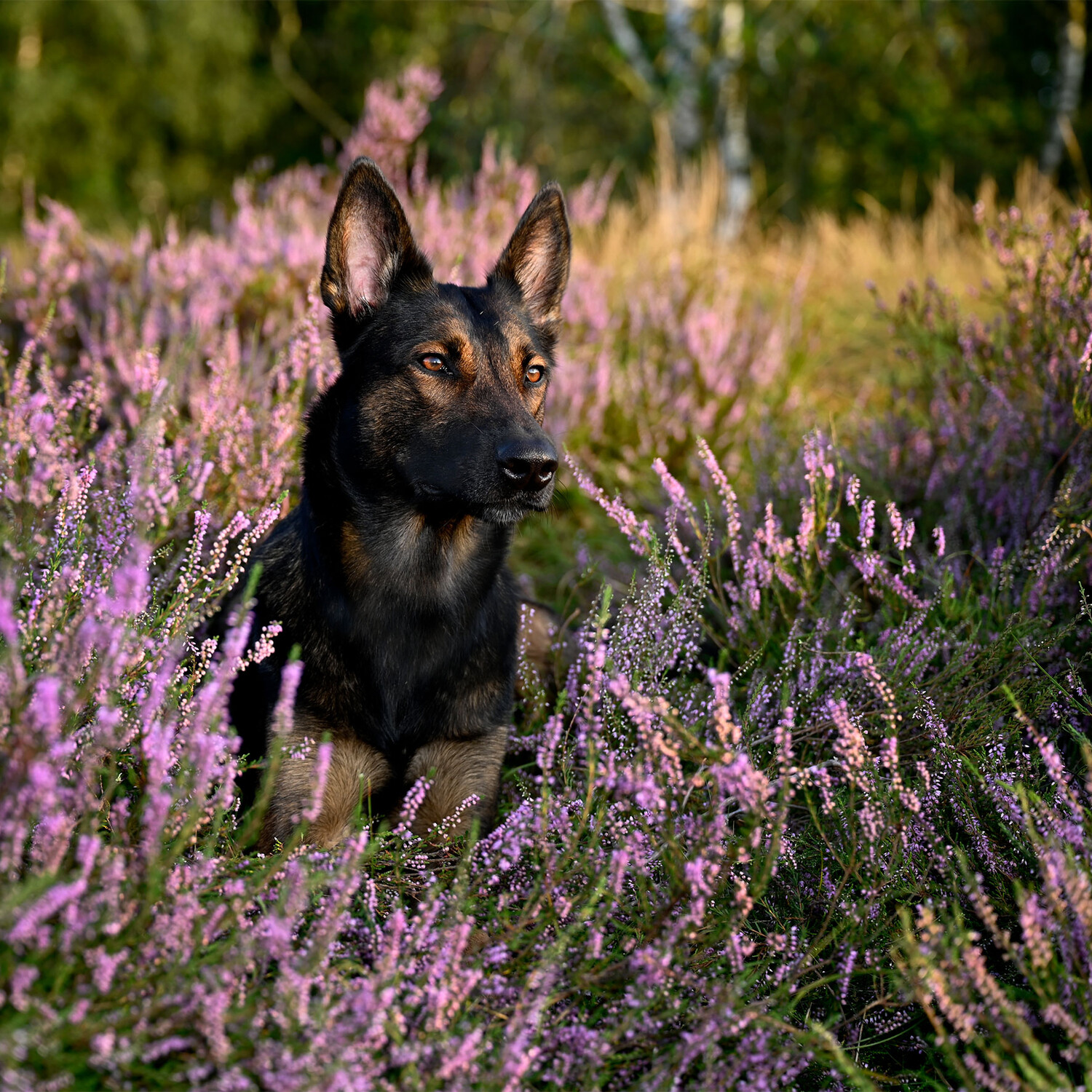 Huisdierenfotografie - Foto 31