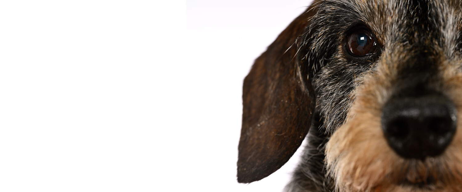 Huisdierenfotografie - Foto 1