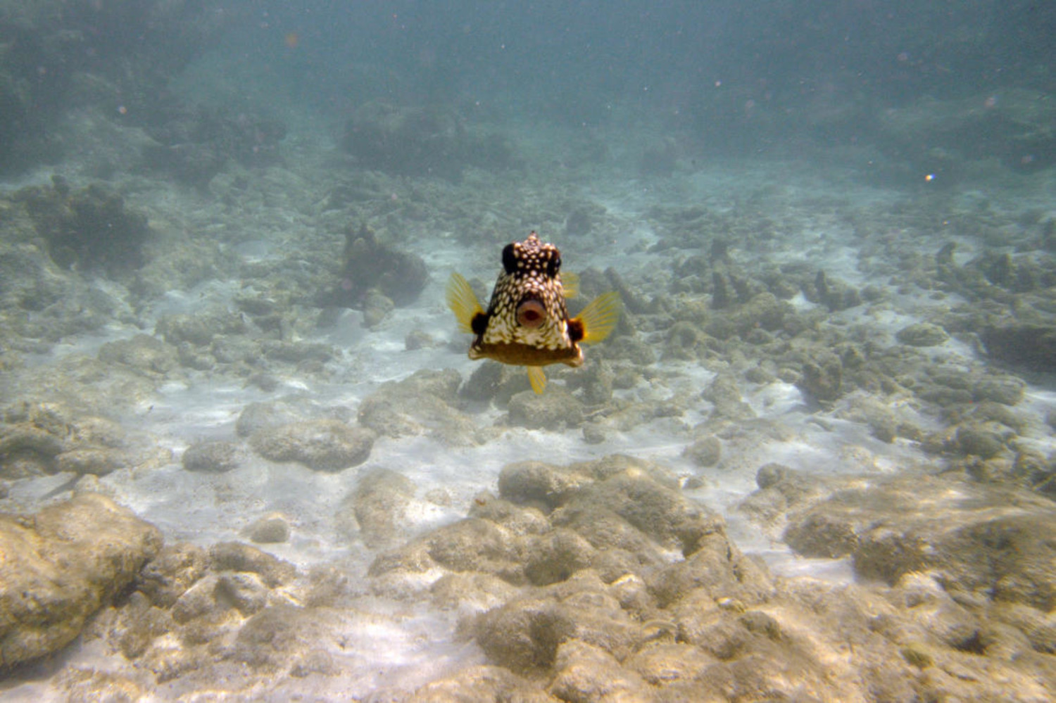 Onderwater fotografie - Foto 1