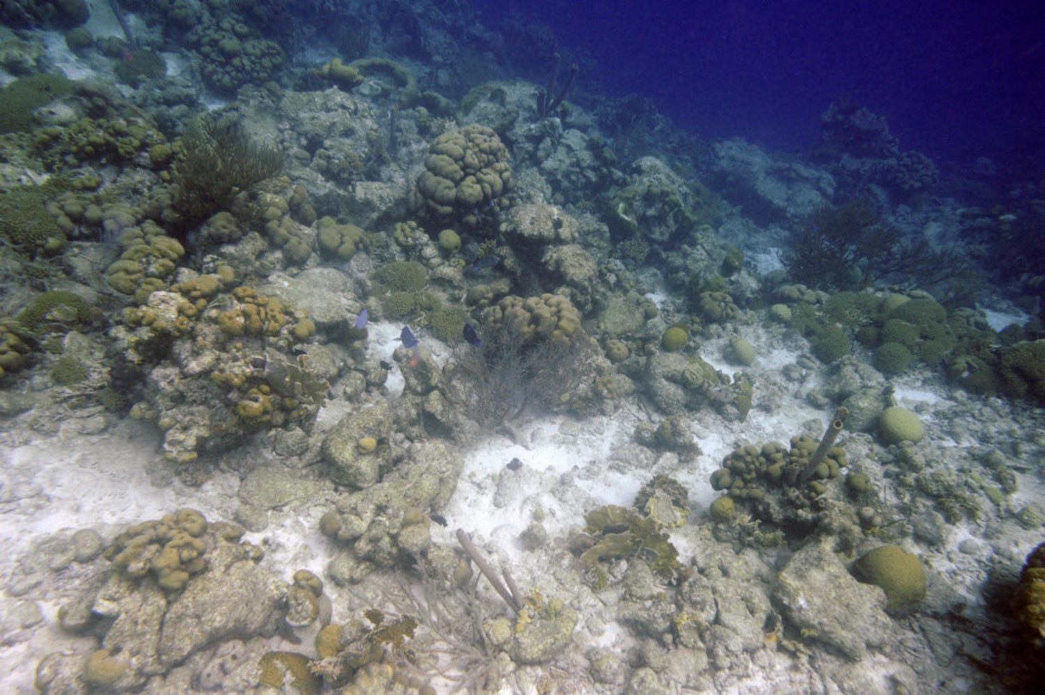 Onderwater fotografie - Foto 2